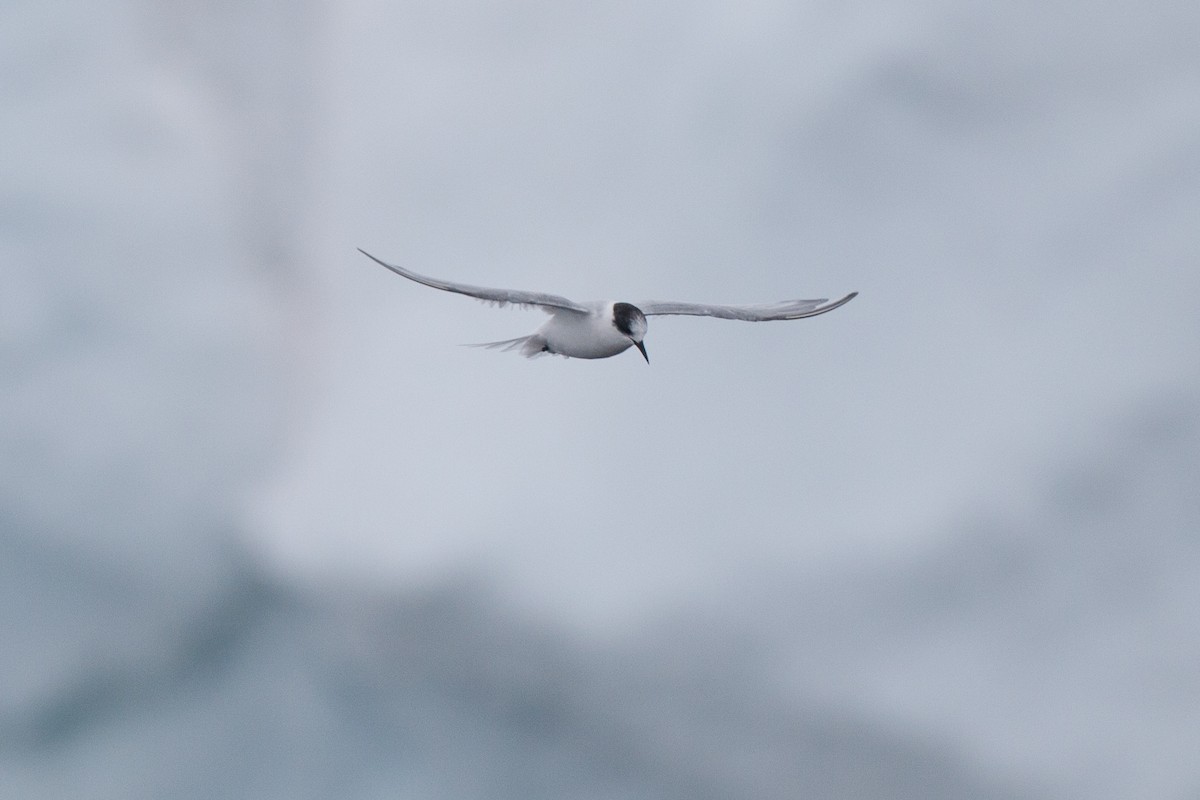 Arctic/Antarctic Tern - Chris Wood