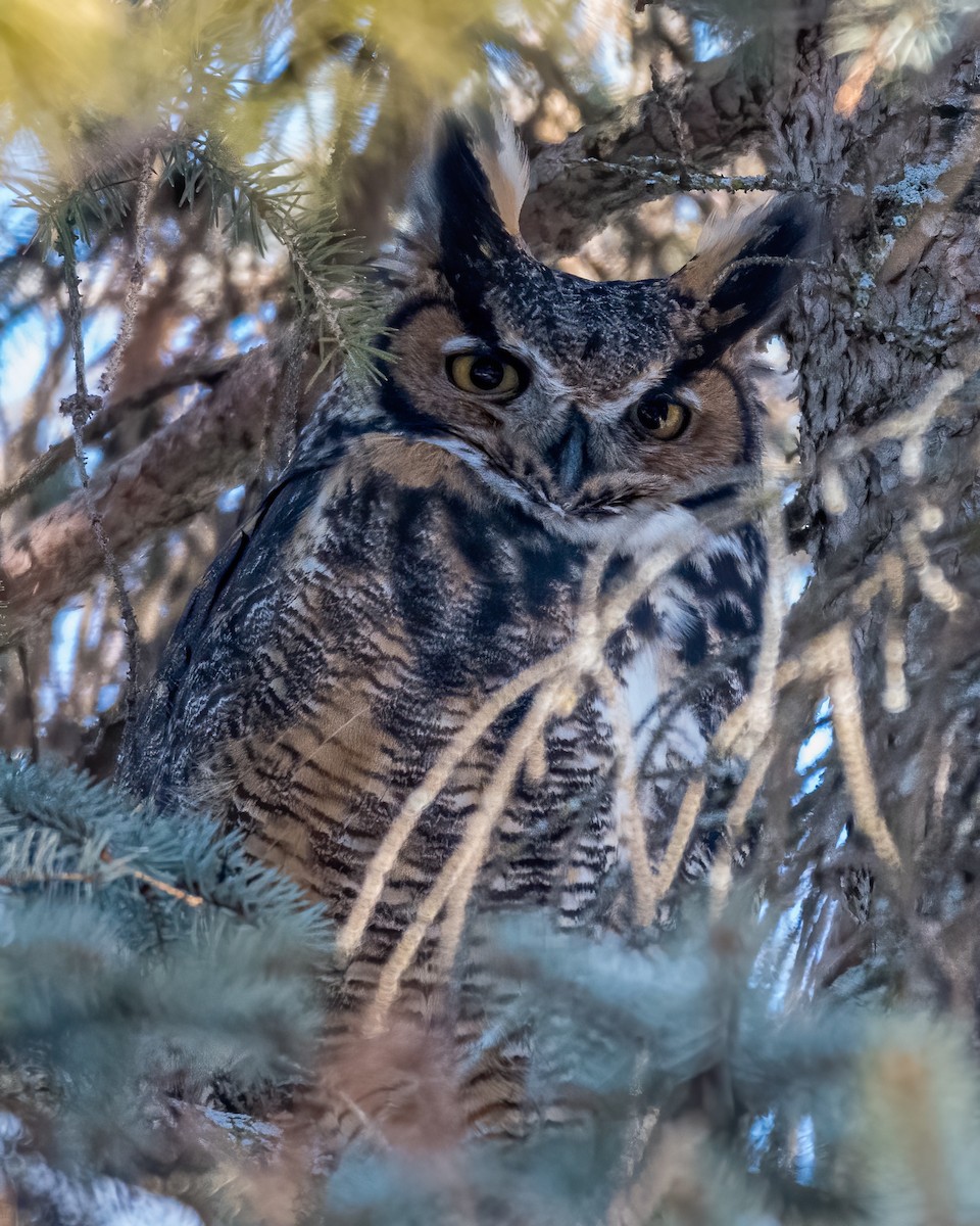 Great Horned Owl - Matt Saunders