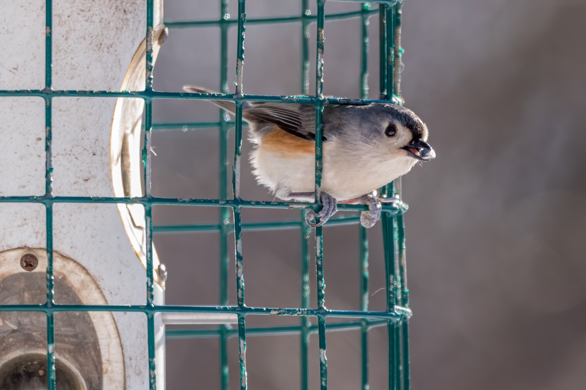 Tufted Titmouse - Matt Saunders