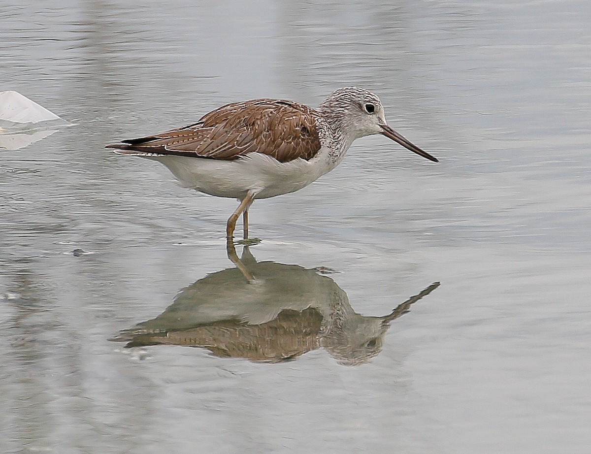 Common Greenshank - Neoh Hor Kee