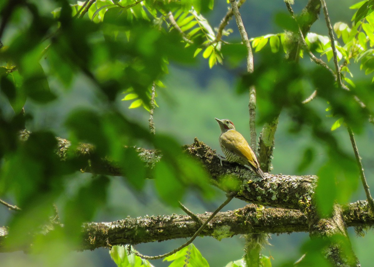 Golden-olive Woodpecker - ML200733531