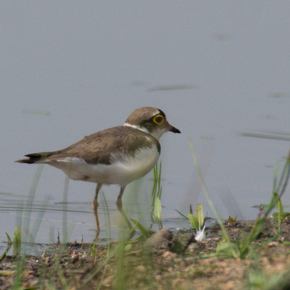 Little Ringed Plover - ML200733821