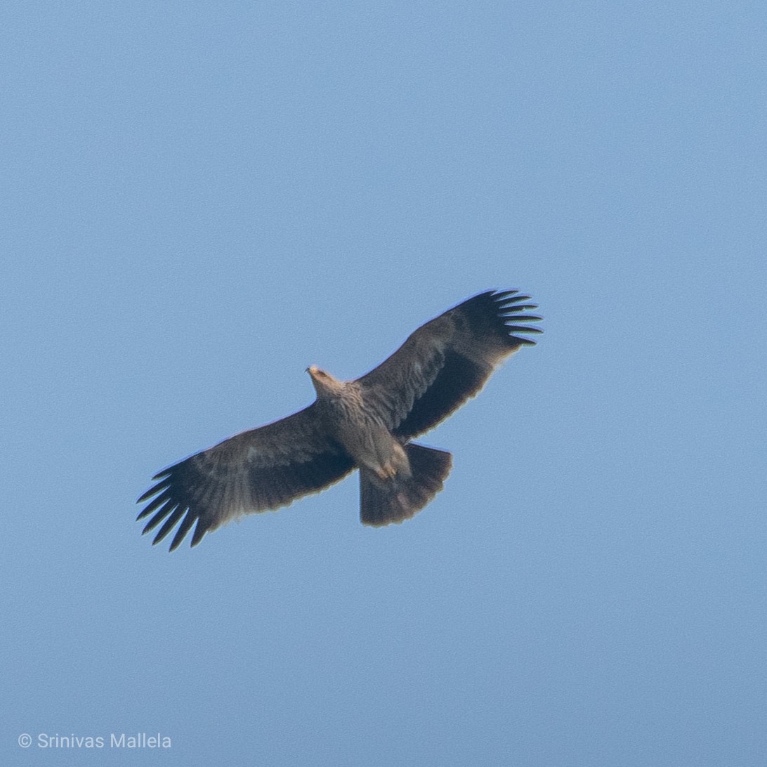 Kaiseradler - ML200734011