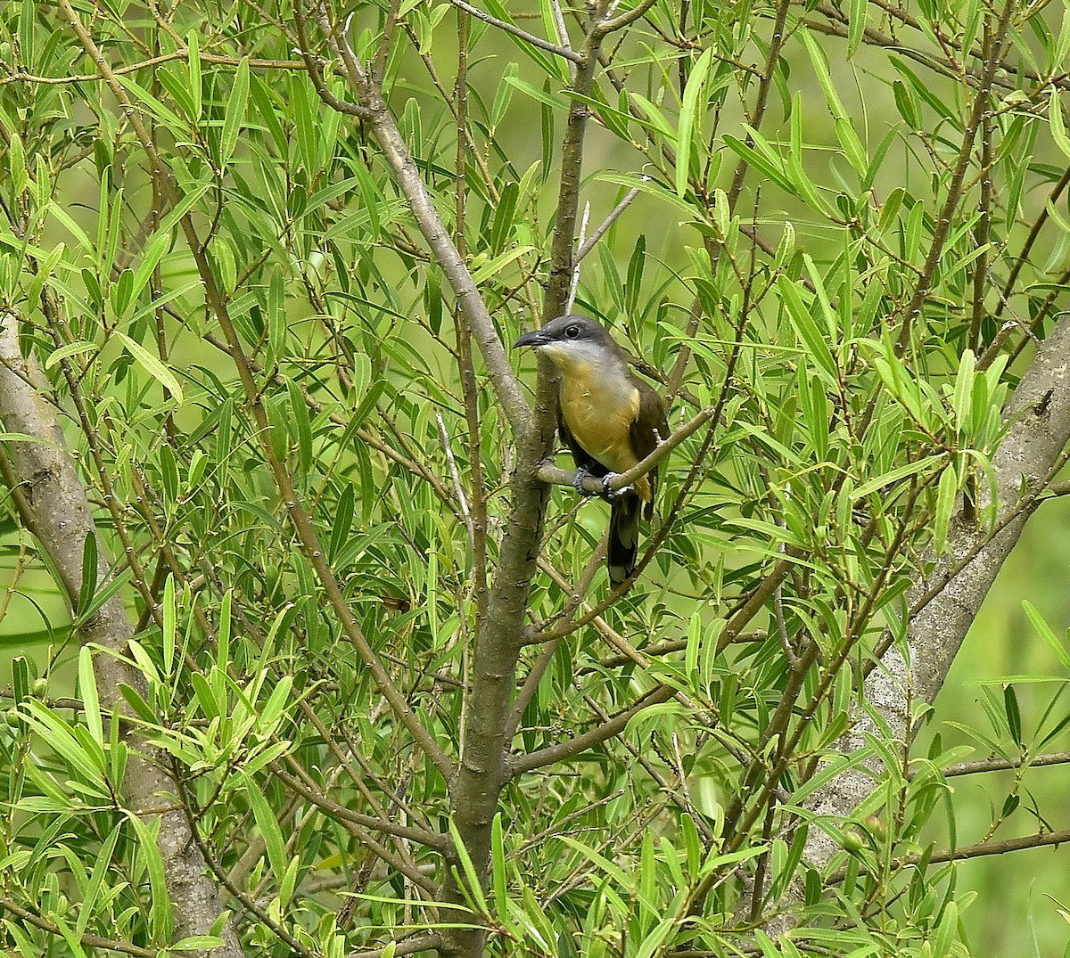 Dark-billed Cuckoo - ML200734251