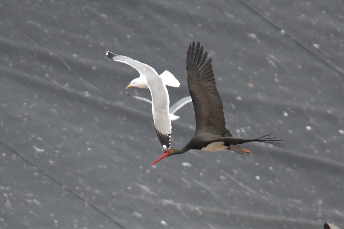 Black Stork - ML200734591
