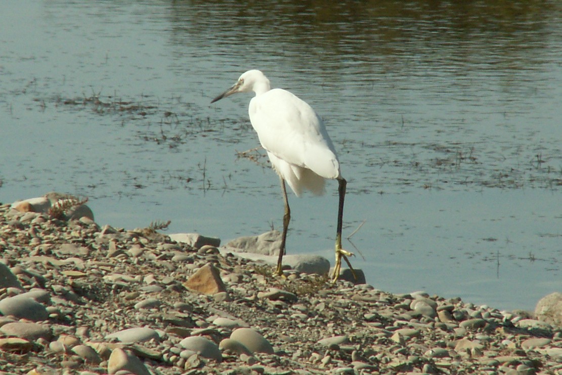 Little Egret - Stanislav Cherepushkin