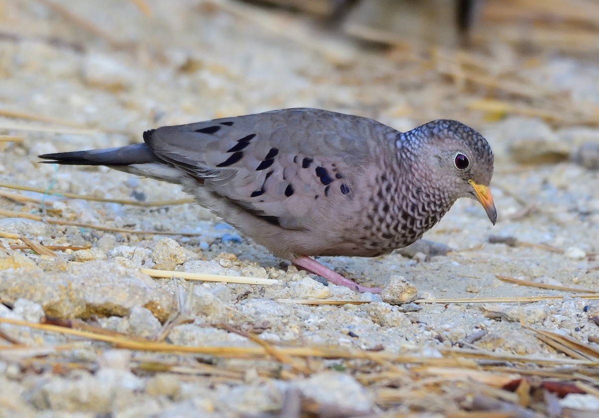 Common Ground Dove - Ad Konings