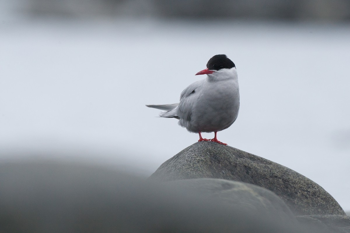 Antarctic Tern (Antarctic) - ML20073471