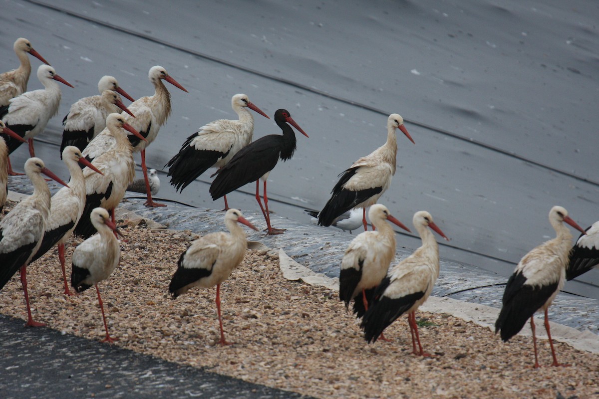 Black Stork - Carlos Pacheco
