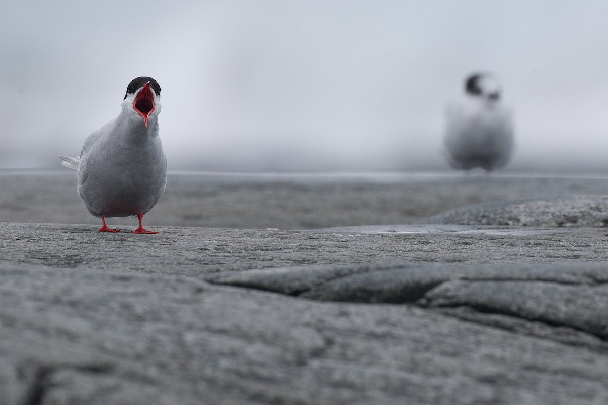 Antarctic Tern (Antarctic) - ML20073481