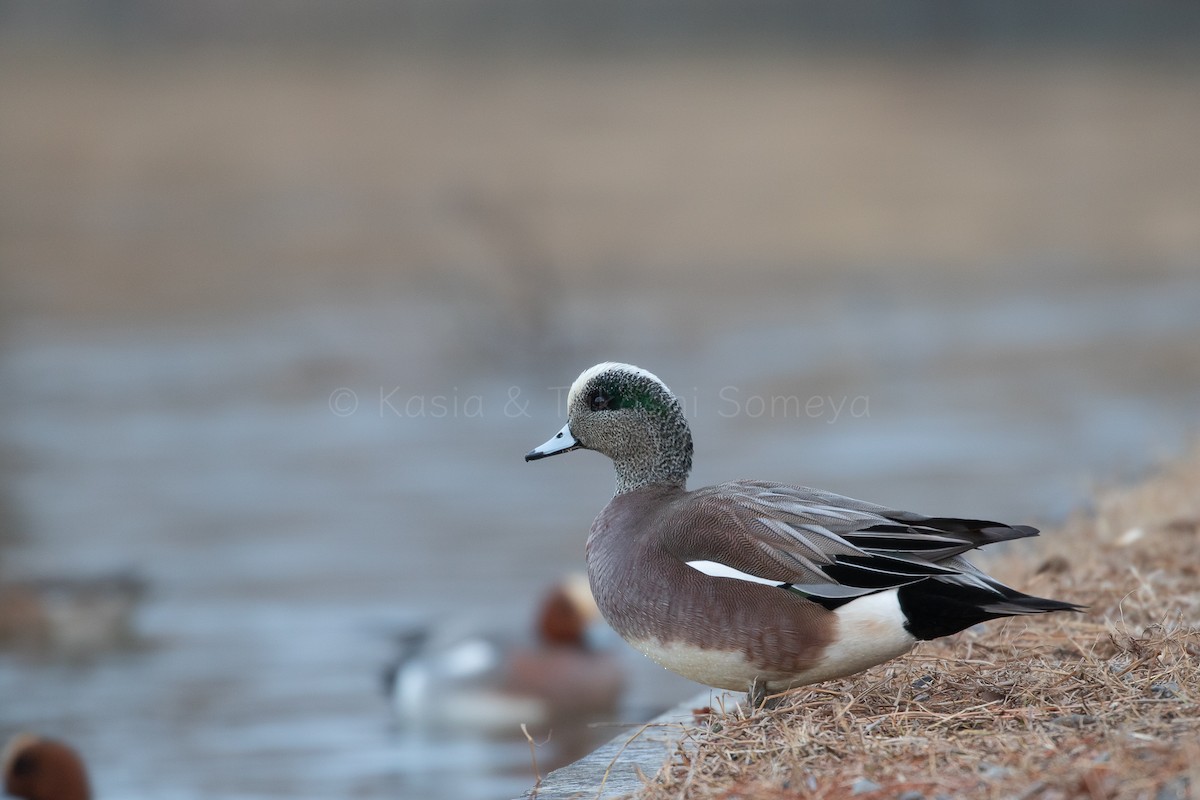 American Wigeon - ML200735041