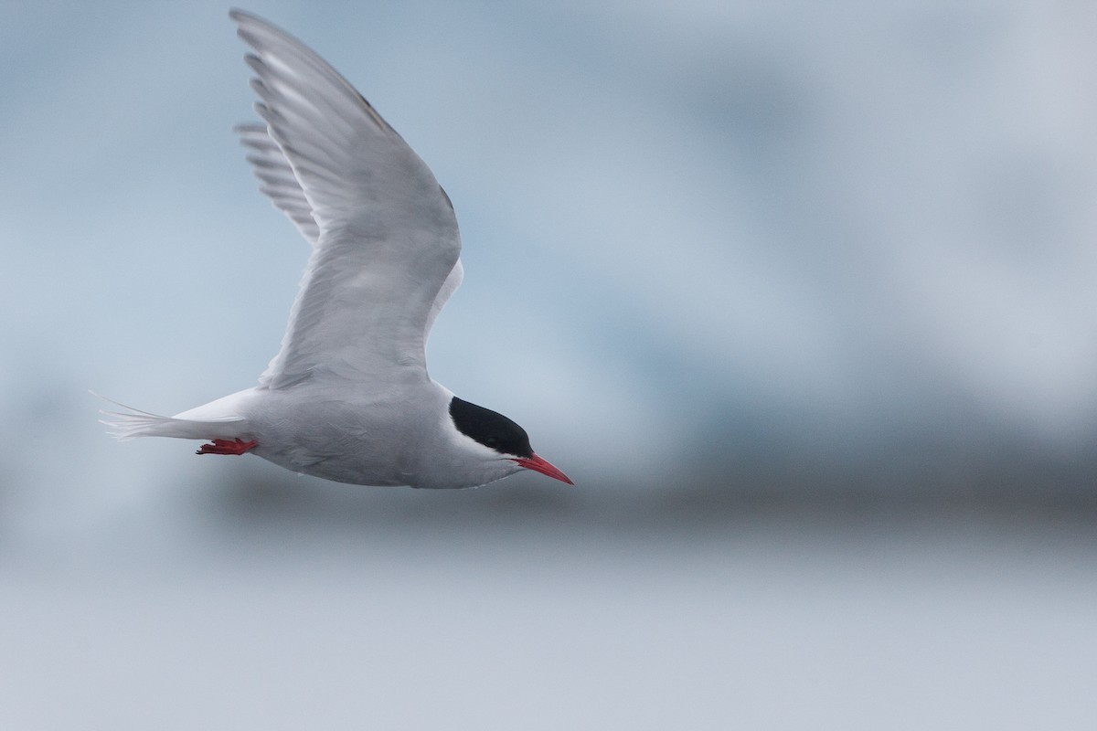 Antarctic Tern (Antarctic) - Chris Wood