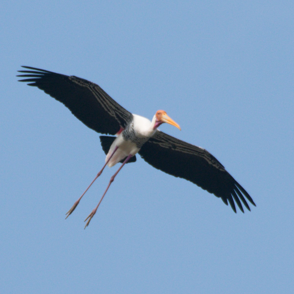 Painted Stork - ML200735411