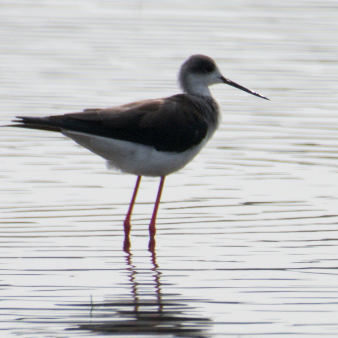 Black-winged Stilt - ML200735491