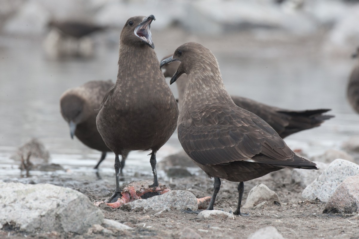 South Polar Skua - ML20073591