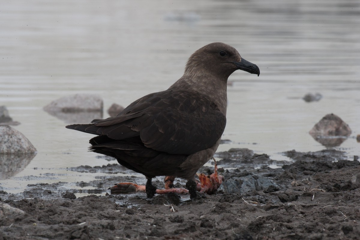 chaluha antarktická - ML20073621