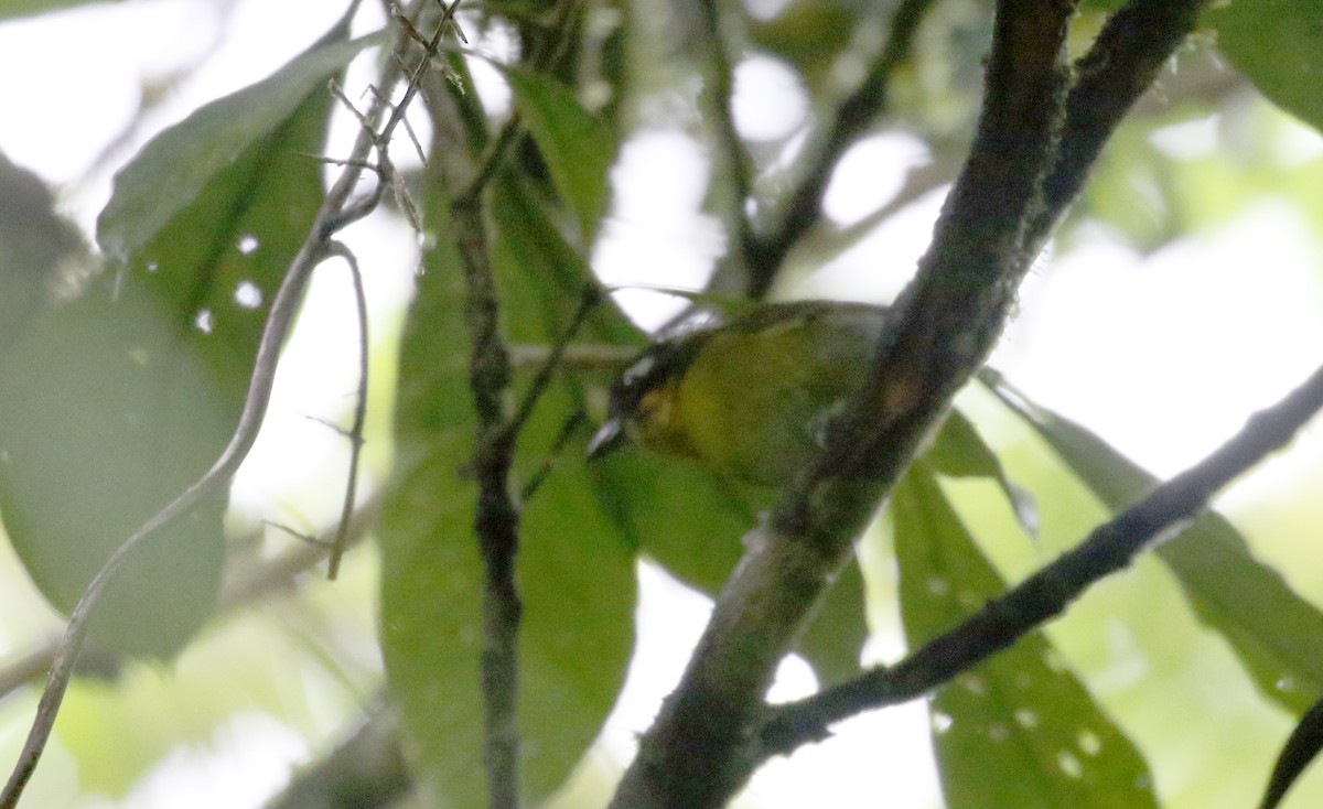 busktanagarspurv (punctulatus) - ML200736351