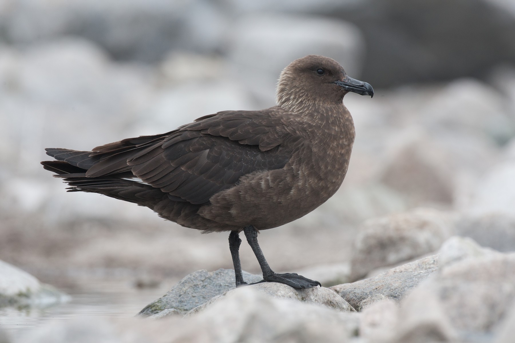 Поморник птица фото South Polar Skua - Stercorarius maccormicki - Media Search - Macaulay Library an