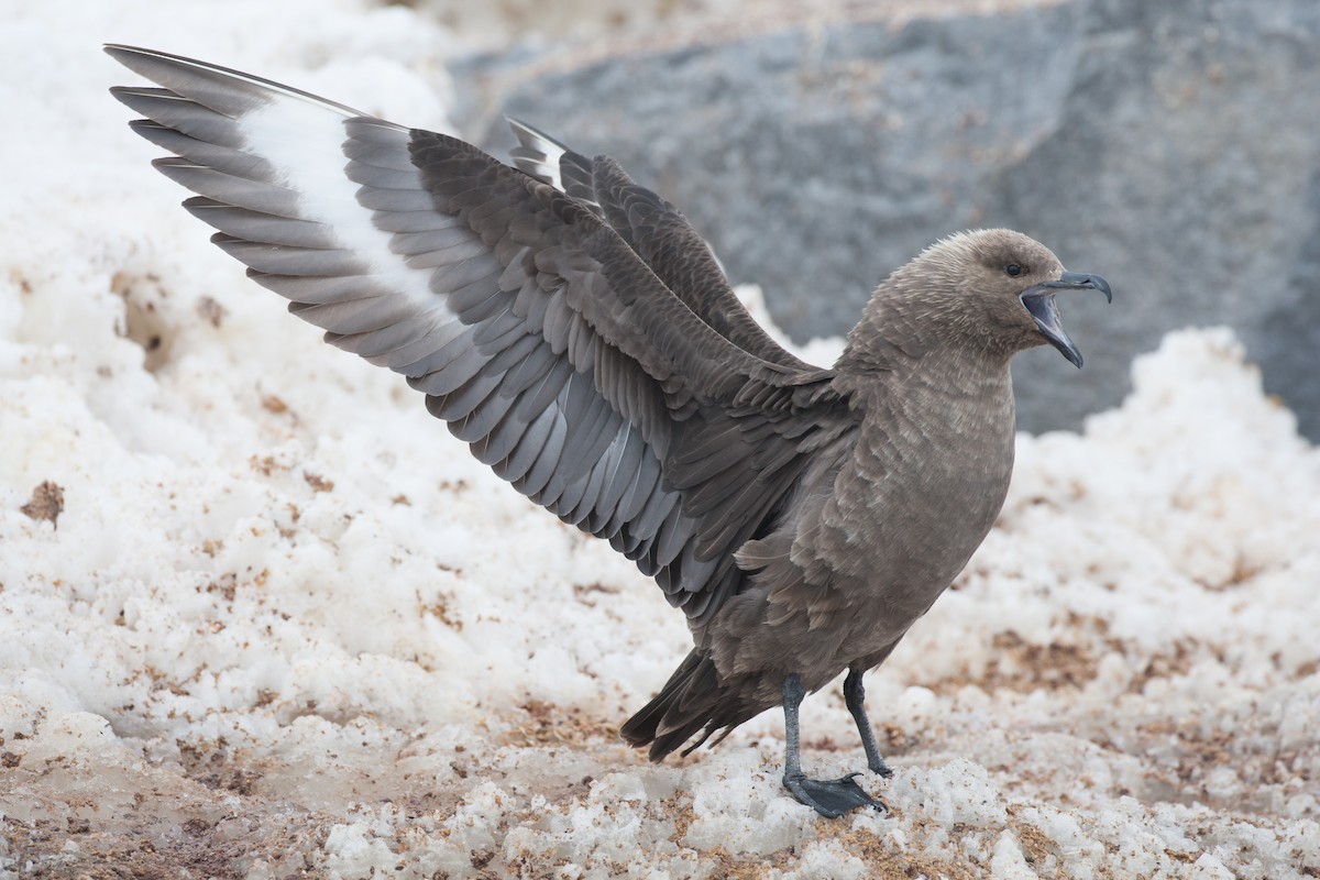 South Polar Skua - ML20073691