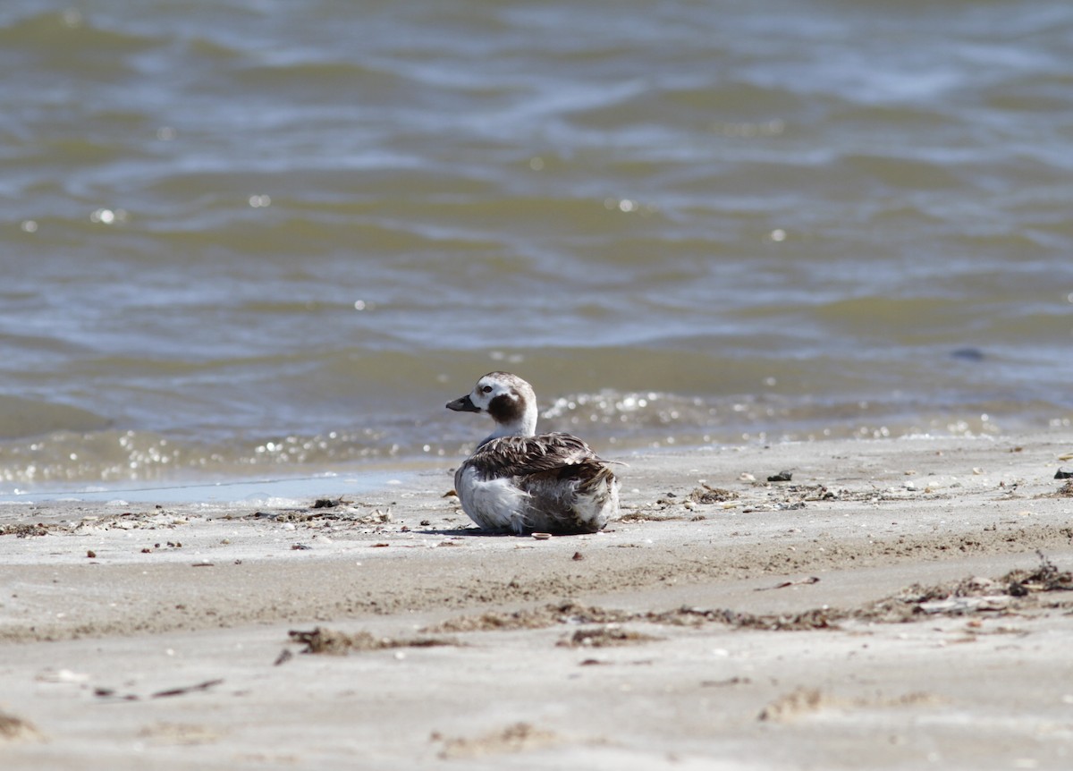 Long-tailed Duck - ML200737091
