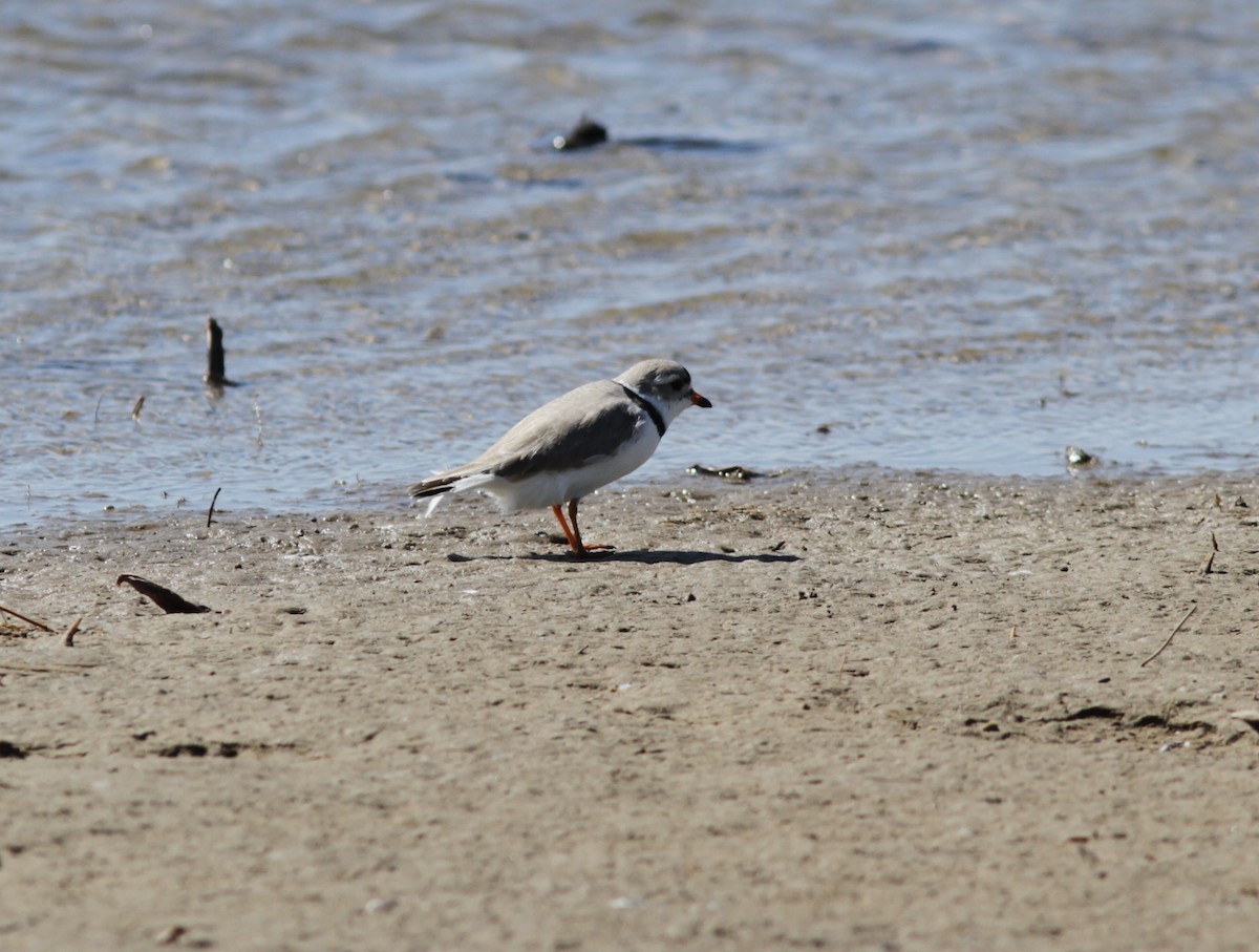 Piping Plover - ML200737201