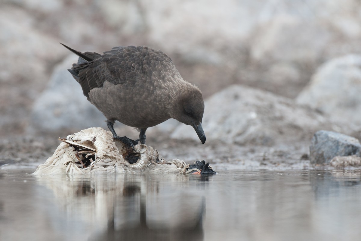 South Polar Skua - ML20073721