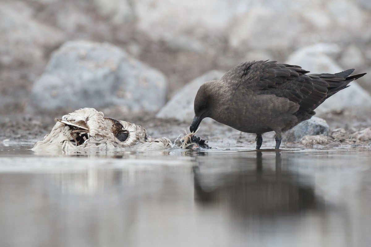 South Polar Skua - Chris Wood