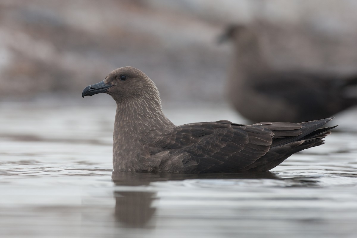 South Polar Skua - ML20073751