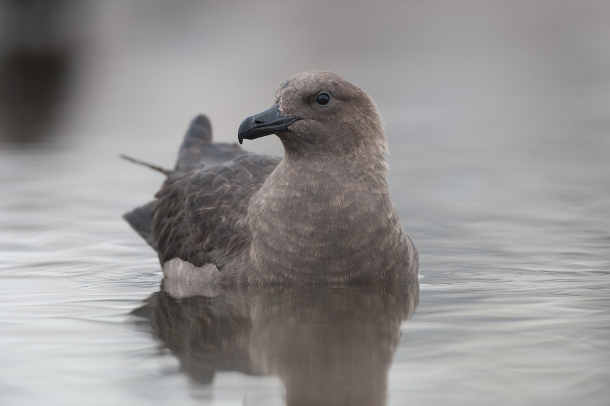 South Polar Skua - ML20073781