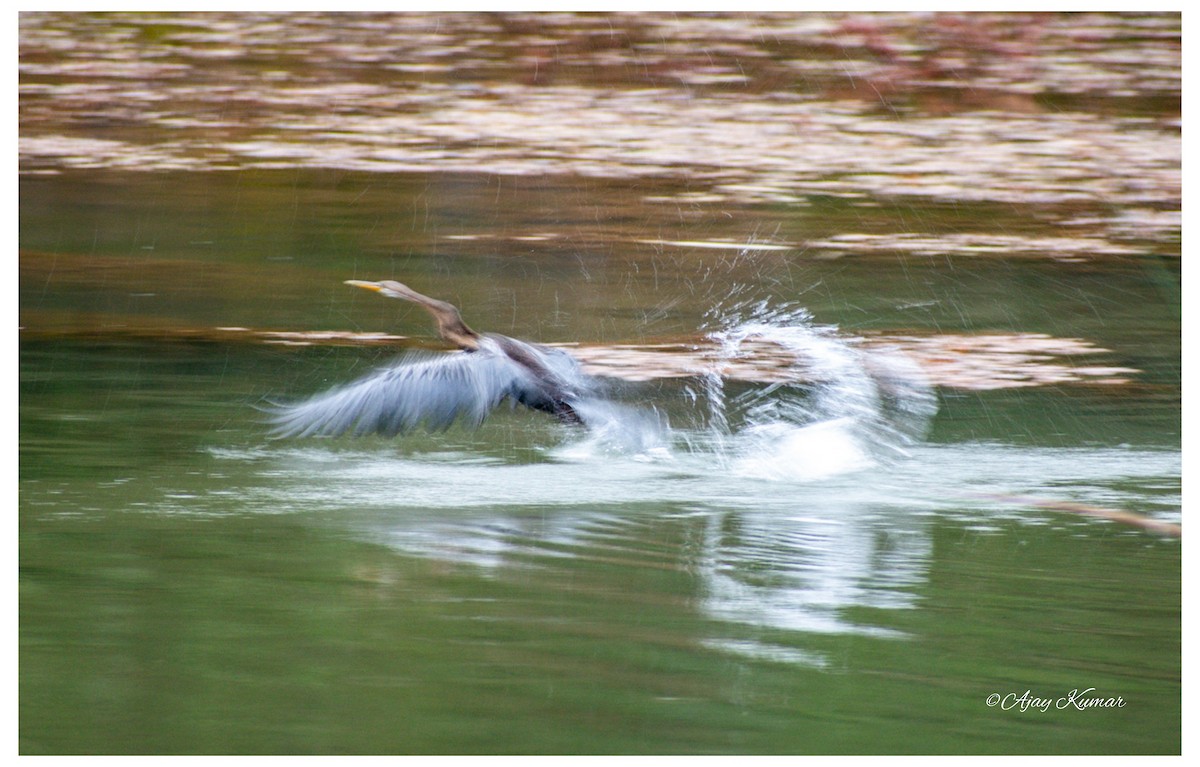 Anhinga roux - ML200739021