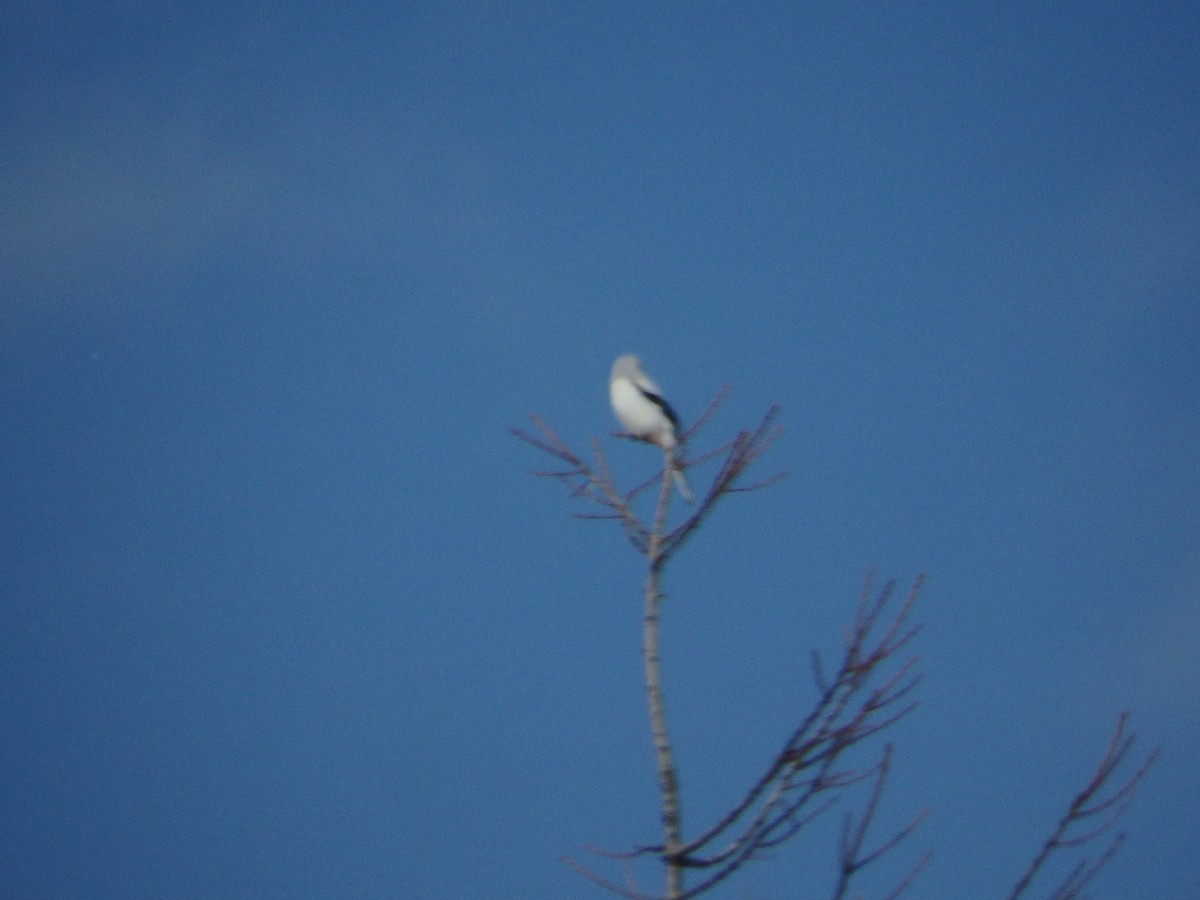 Northern Shrike (Asian) - ML200739281