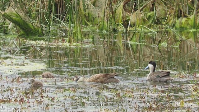 Puna Teal - ML200739731