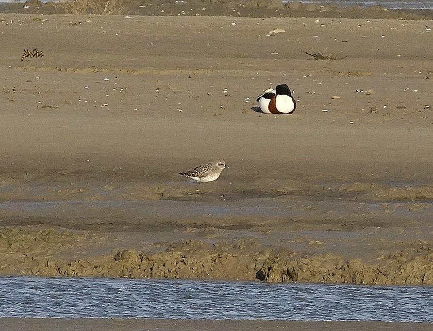 Black-bellied Plover - Ivan Provoost