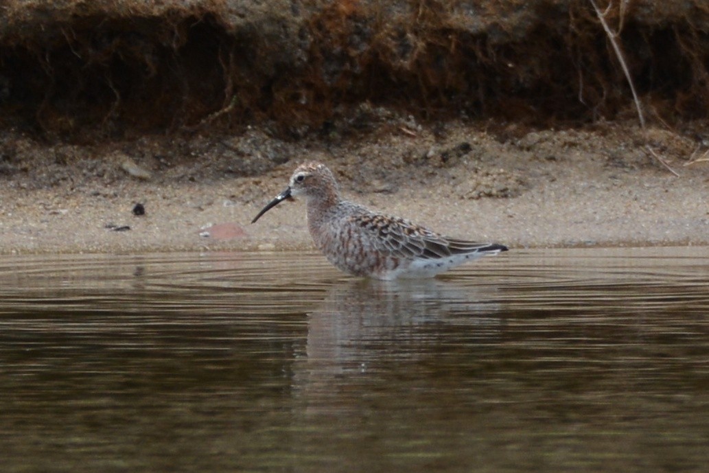 Curlew Sandpiper - ML200744111