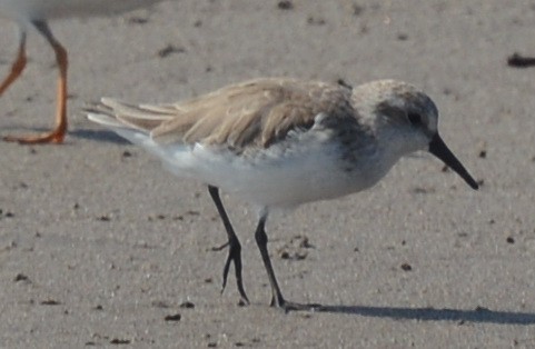 Western Sandpiper - Jeff Jones