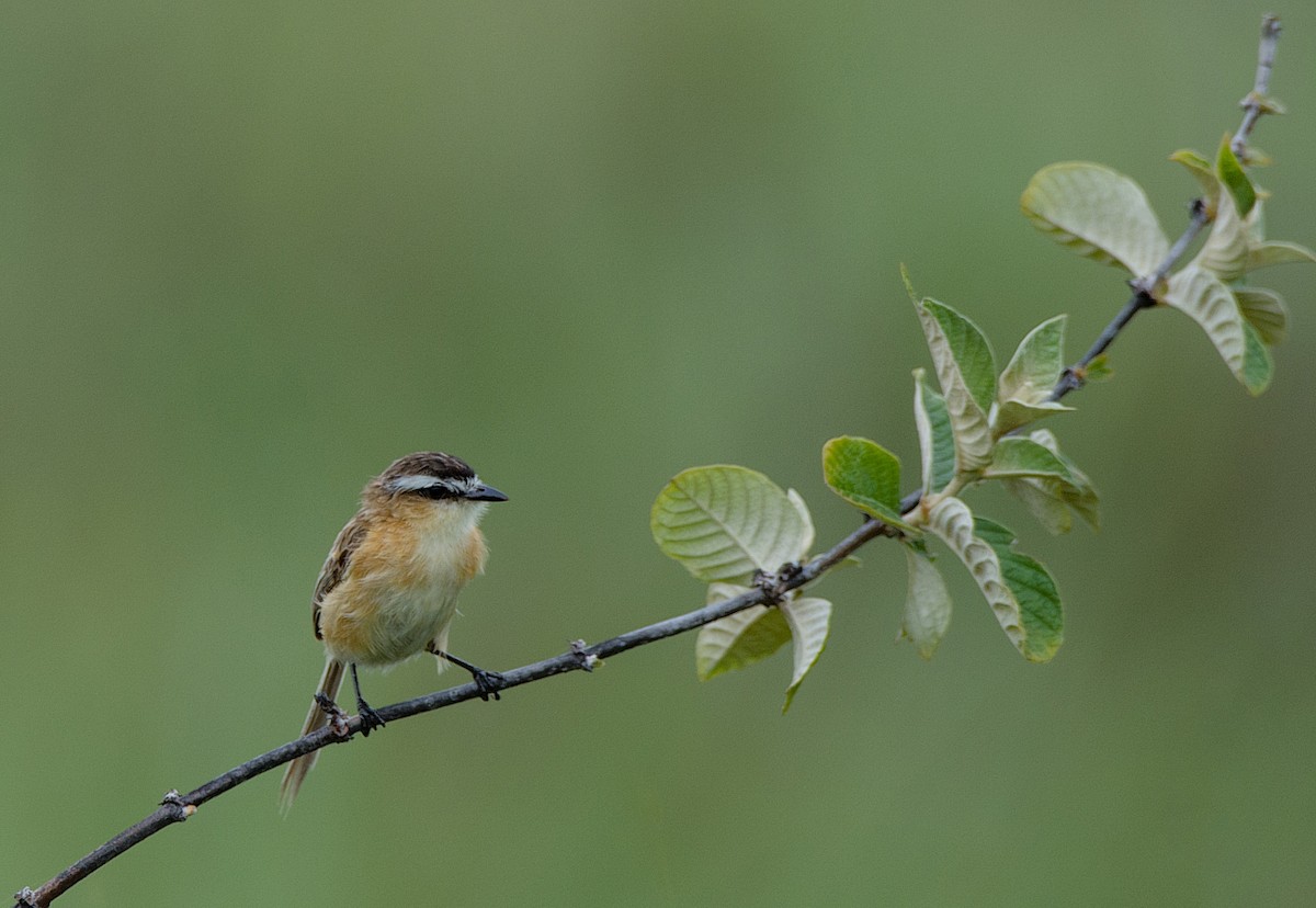 Sharp-tailed Tyrant - ML200745921