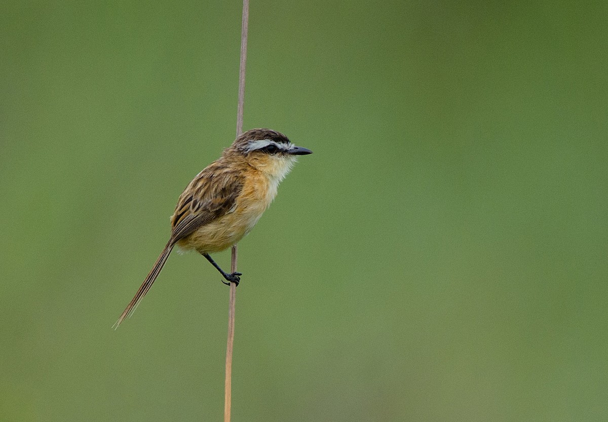 Sharp-tailed Tyrant - ML200745931