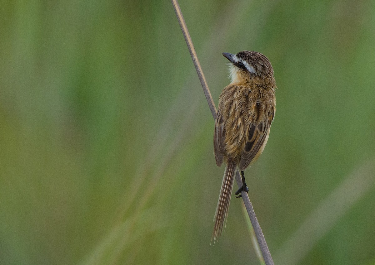 Sharp-tailed Tyrant - ML200745951