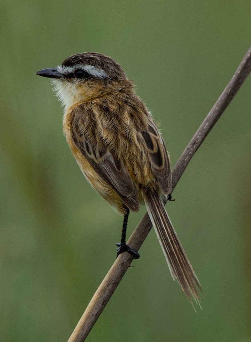 Sharp-tailed Tyrant - ML200745991