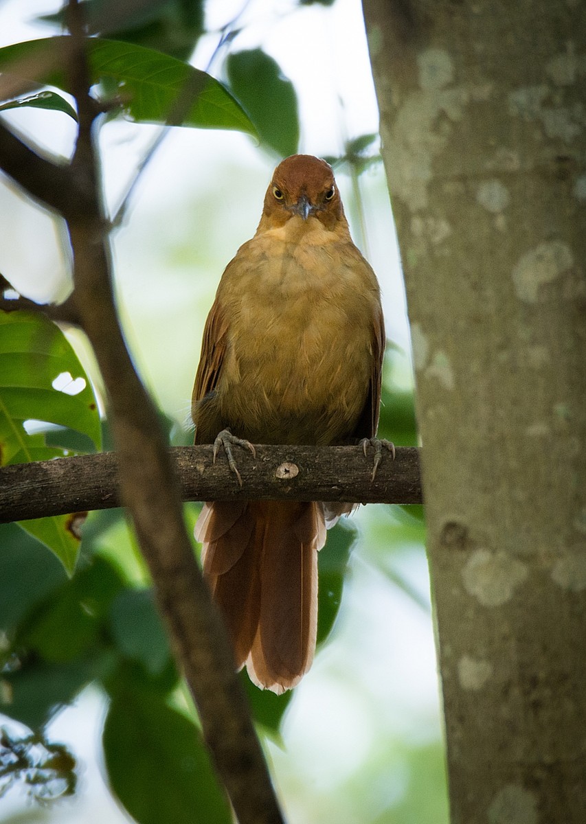 Chestnut-capped Foliage-gleaner - ML200746761