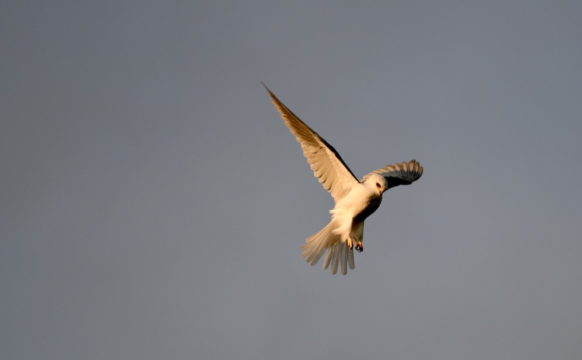 White-tailed Kite - ML200747271