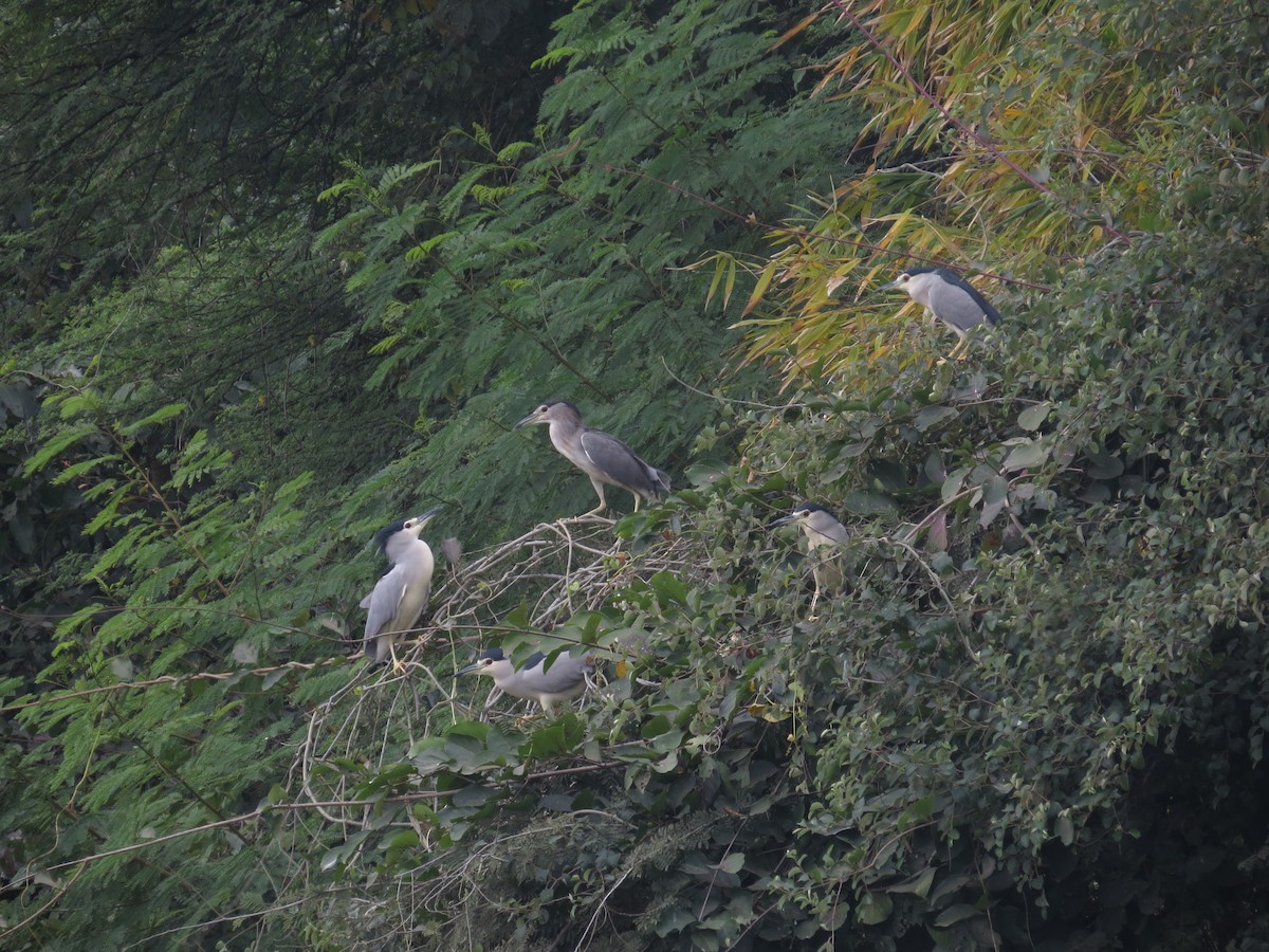 Black-crowned Night Heron - Dharmendra Pare