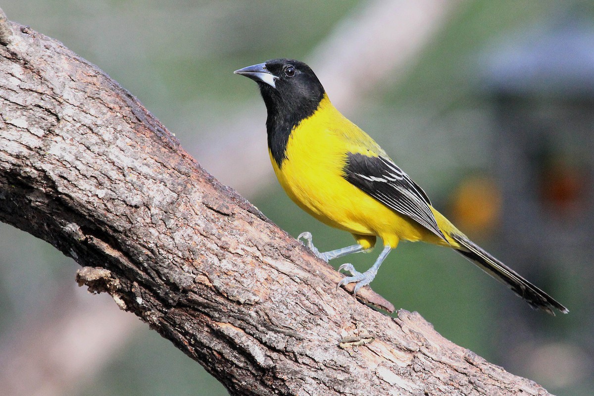 Audubon's Oriole - Allee Forsberg