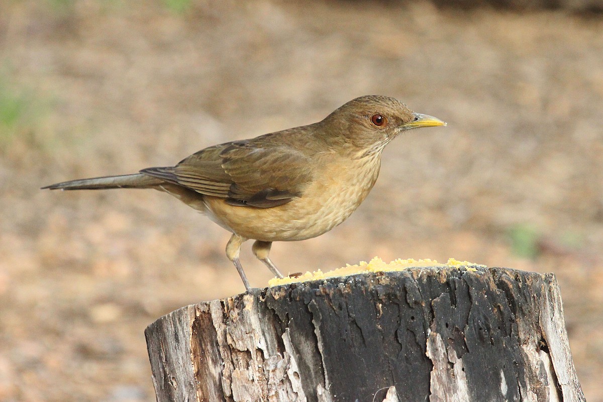 Clay-colored Thrush - ML200747891