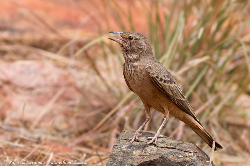 Rufous-tailed Lark - Rajneesh Suvarna