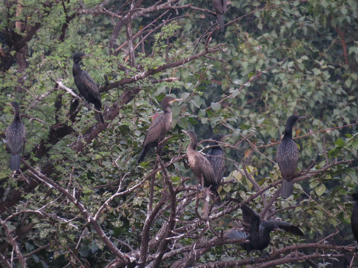 Indian Cormorant - Dharmendra Pare