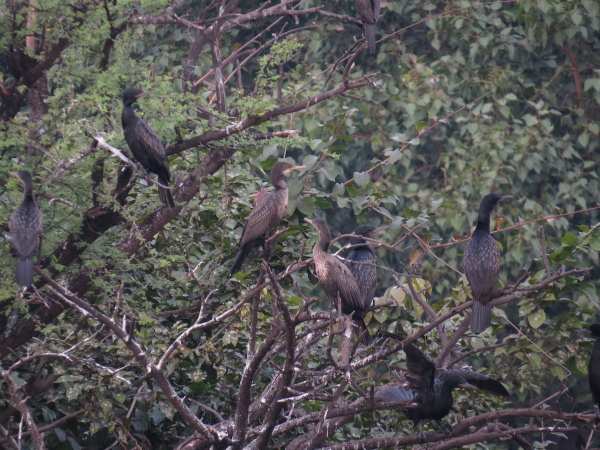 Cormorán Indio - ML200748011