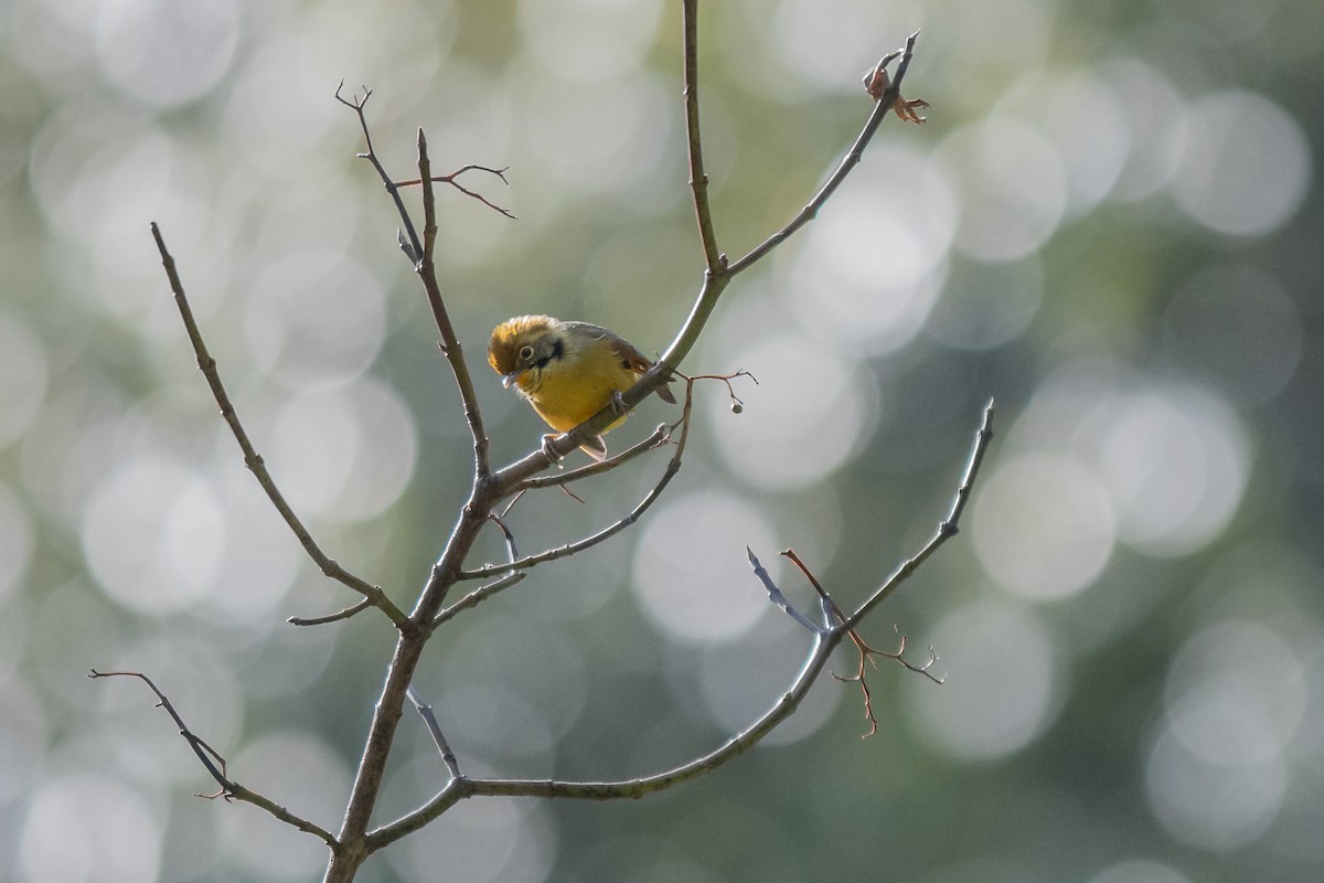 Chestnut-tailed Minla - Charles Thomas