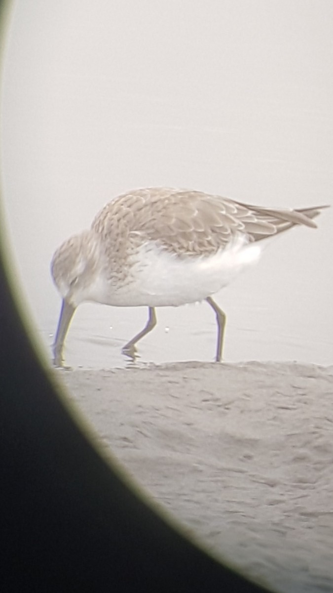 Western Sandpiper - Nelson Contardo