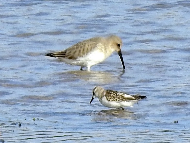 dvergsnipe - ML200750101